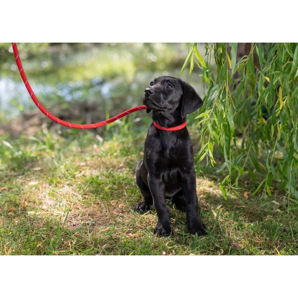 Ancol Viva Rope Slip Reflective Black 1.5m x 8mm